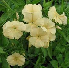 Yellow Beauty Phlox Drummondii Nana Annual 30 Etsy Flower Seeds Flowers Perennials Yellow Flowers