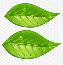 Leaves background green leaves green leaves potted buckle png green leaves border fresh green leaves vector green we provide millions of free to download high definition png images. Free Png Download Green Leaves Png Images Background Green Leaves Clip Art Png Transparent Png 850x805 1264169 Pngfind
