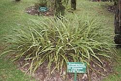 Image result for Elaphoglossum tanganjicense