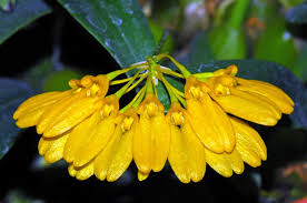 Image result for Bulbophyllum vulcanicum