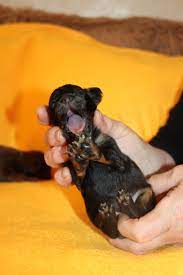 2 Weeks Old Russian Toy Terrier Puppy Russian Toy Terrier Terrier Puppies Puppies