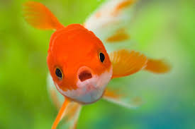 But that is not true, usually, if kept in the right conditions, a below we will give you some curiosities and other great info about the goldfish. Pet Goldfish Released Into The Wild Are Getting Really Huge Smart News Smithsonian Magazine