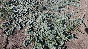 Image result for Heliotropium supinum