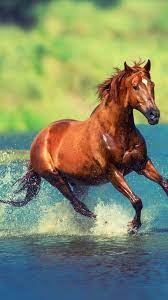 Wallpaper Horse Brown 4k Animals 19776 Horse Spirit Animal Horses Horse Wallpaper