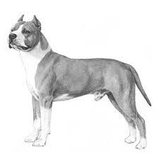 American Staffordshire Terrier Dog Breed Information