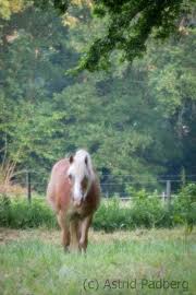 Ich heiße sie herzlich willkommen in meinem haus, in. Worpswede Kunst Und Moor Astrid Padberg