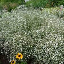 Babys Breath Flower Quotes Best Flower Wallpaper