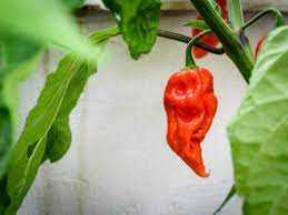 I'm going to try your ideas. Ghost Pepper Plant Tips For Growing Ghost Peppers