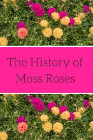 Set in victorian london, the story concerns a music hall chorus girl, belle adair. Learn About The History Of Moss Roses Gardening Know How S Blog