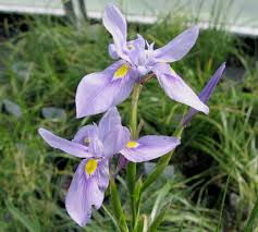 Image result for Polystachya