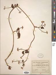 Image result for Cyphia lasiandra