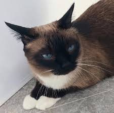 Boy cat names fit for a king! Top 50 Male Siamese Cat Names The Paws