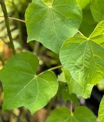 Image result for Firmiana