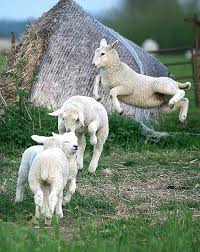 Being Counted With Images Animals Beautiful Animals Cute Baby Animals