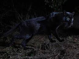 We have 71+ amazing background pictures carefully picked by our community. Rare Black Leopards In Africa Captured In Photos