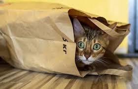 Breathing into a paper bag helps them hypoventilate to the point where they're. First Aid For Asthma Why The Paper Bag Technique Is Not Used