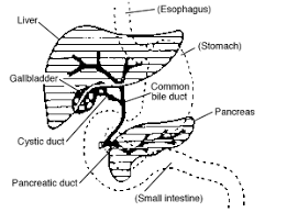 Draw human liver detaild drawing for kids with pelcil drawing by swapan debnath. Liver Facts For Kids