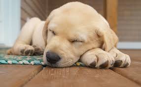 Jan 12, 2021 · puppies and other infant animals are especially twitchy in their sleep. How Much Do Puppies Sleep The Puppy Sleep Calculator All Things Dogs