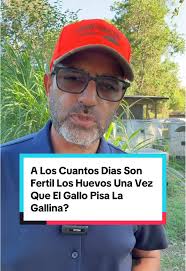 Que Le Dijo El Gallo A La Gallina
