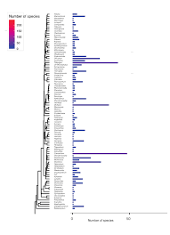 Image result for Microcharis remotiflora