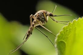 Evidence of a mole in your yard may include dirt mounds, raised ridges, and soft, spongy soil. Discourage Mosquitoes In Your Garden The English Garden