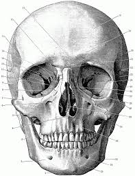 Coloring Rocks Skull Anatomy Skulls Drawing Skull Drawing