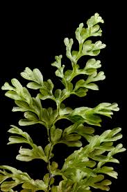 Image result for Hymenophyllum capillare