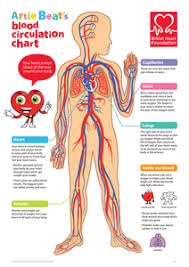 The Circulatory System Poster Circulatory System For Kids Circulatory System Projects Circulatory System