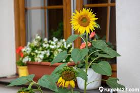 Jual bunga hiasan dan pajangan artificial bunga matahari pot lontar. Cara Menanam Bunga Matahari Dengan Mudah Sekali Panen Untung Berlipat Rumah123 Com