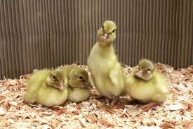 Black And Yellow Duckling Breed Saxony Ducklings One Of The New Breeds Added To Our Lineup Ducklings Backyard Ducks Duck And Ducklings