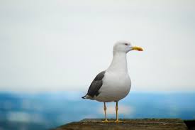 Image result for seagull