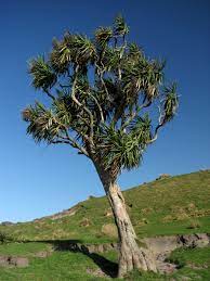 Be sure to check that this cut faces directly. Cordyline Australis Wikipedia