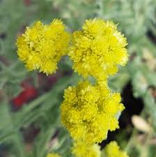 Image result for Helichrysum aureum