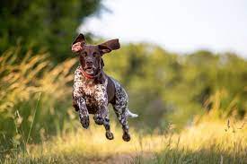 Here's akc's list of the best guard dog breeds. 20 Short Haired Dog Breeds For Lower Maintenance Care