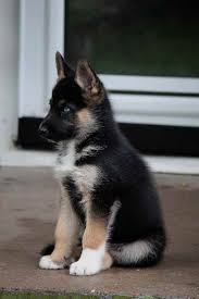 Maybe you would like to learn more about one of these? German Shepherd Husky Mix Puppies With Blue Eyes Petsidi