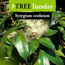 Image result for Syzygium cordatum ×  guineense