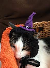 Cat Hat Halloween Hat For Cat Small Dog Hat Plush Animal Etsy Halloween Hats Cat Hat Small Dogs