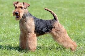 Akc airedale terrier puppies coming! Welsh Terriers 10 Things To Know About These Spirited Black Tan Dogs