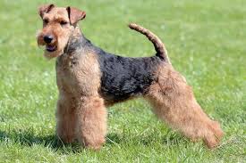 Cockapoo for sale uk | uk pets twitter tweet: Welsh Terriers 10 Things To Know About These Spirited Black Tan Dogs