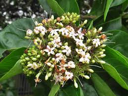 Image result for Volkameria glabra