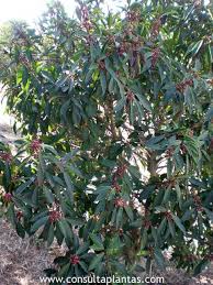 Image result for Ilex mitis