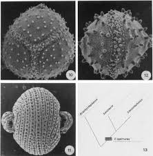 Image result for Brachystephanus