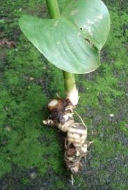 Pada umbi gadung belum diamati. Klasifikasi Tanaman Umbi Umbian Pdf Download Gratis