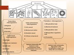 Text of mikroorganisma tahun 6. Nota Sains Tahun 6 Rozihamila Binti Abdullah Moe Flip Pdf Anyflip