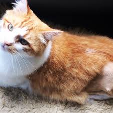Ducks are usually divided into three groups a group of lions is called a pride. Bellingham Pet Owner I Need To Find Out Who Shot My Cat Komo