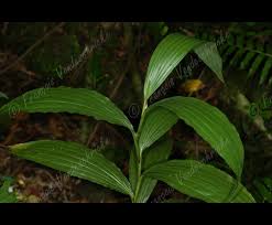 Image result for Corymborkis corymbis