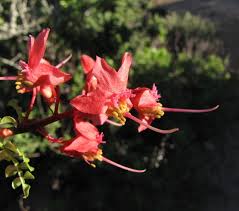 Image result for Erythrophysa