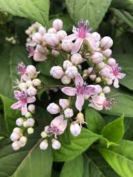 Image result for Hyparrhenia dichroa