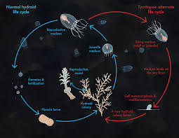 Hasil gambar untuk life cycle turritopsis dohrnii