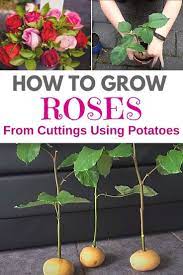 How To Grow Roses From Cuttings Using Potatoes Growing Roses Roses In Potatoes Planting Roses